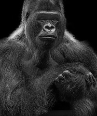 portrait of gorilla