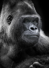 portrait of gorilla © Vera Kuttelvaserova