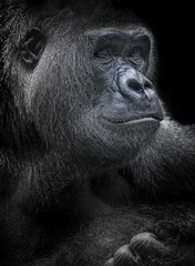 Naklejka premium portrait of gorilla