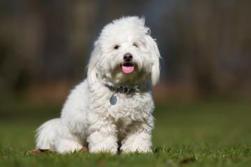 Coton de Tulear dog outdoors in nature