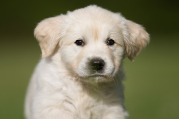 Face of young golden retriever puppy