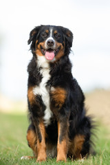Berner Sennenhund Dog
