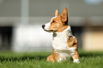 Welsh Corgi Dog