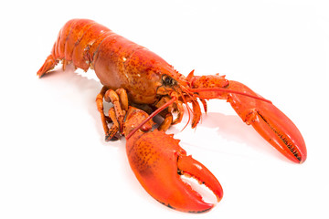 Cooked Lobster Isolated on White
