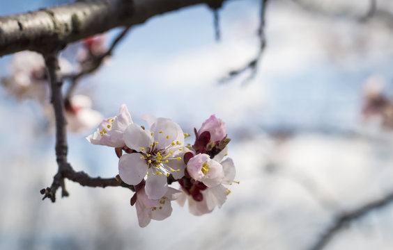 flowers on the apricot tree in nature