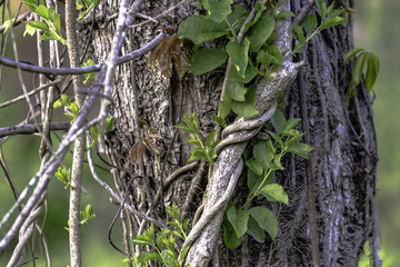 close up of vines growning on a tree trunk