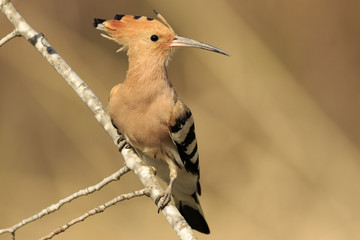 Abubilla