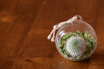 The lonely little tiny cactus