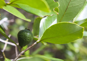 Guava on the tree, Mauritius..