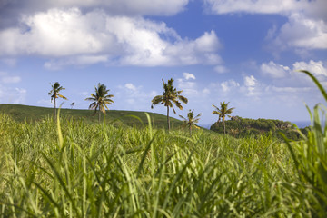 Fototapeta na wymiar Palm trees on green hills and the blue sky with clouds, Mauritius.