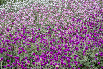 gomphrena flowers background