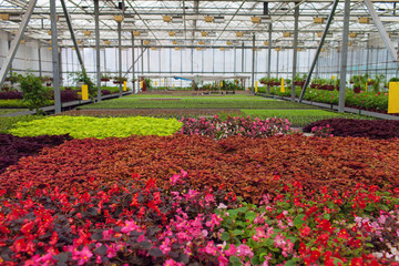 Cultivation flowers in greenhouse in spring