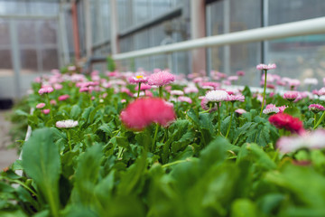 Fototapeta na wymiar Cultivation flowers in greenhouse in spring
