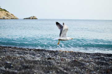Seabird taking off