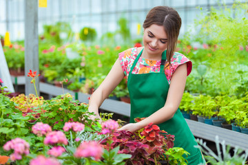 Florists woman working with flowers at a greenhouse. Springtime