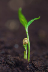 green sprouts growing out from soil