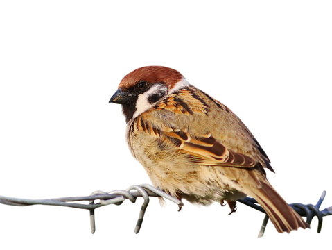 recommend clip art: tree sparrow on barbed wire isolated on white background, passer montanus