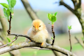 Baby chickens in the tree