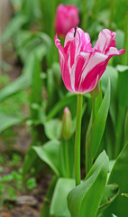 Tulips at garden