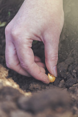 Woman seeding onions in organic vegetable garden