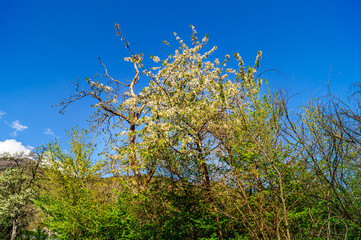 Panorama montano, montagne innevate, montagne in primavera, paesaggio primaverile