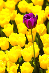 bed of tulips growing in spring garden tulips