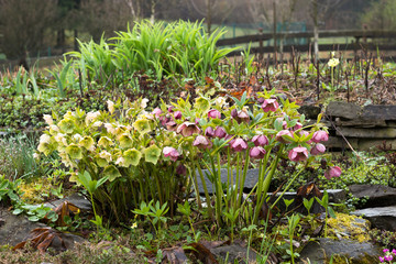 flowerbed with purple and white blooming hellebores flowers in springtime garden in the rain