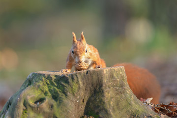 The squirrel found a walnut on the stump
