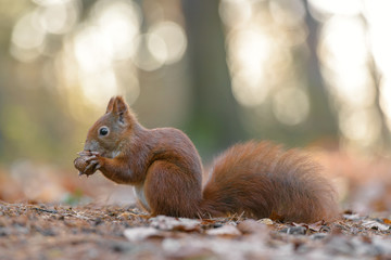 Squirrel snacks walnut