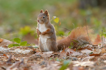 Pensive squirrel from the blade in the hands