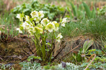 flowerbed with white blooming hellebores flowers in springtime garden after the rain
