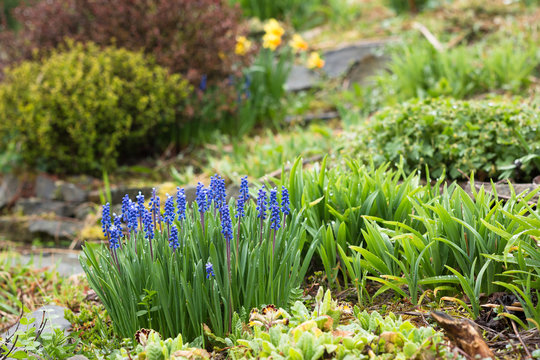 springtime flowerbed with blooming blue muscari hyacinth in traditional british garden with berberis in the background