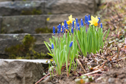 group of blooming muscari hycinth and daffodils flowers at the massive stone stairs in the spring garden