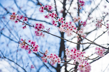 Cherry Blossom tree or Sakura flowers