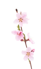 Plakat pink peach blossom