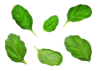 Set of basil leaves isolated on  white background. Design element for product label, catalog print, web use.