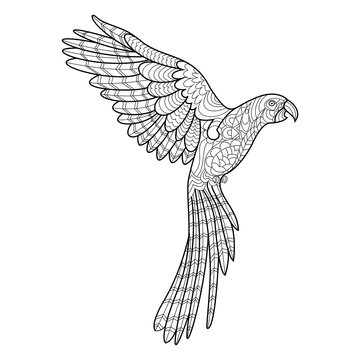 Parrot coloring book for adults vector