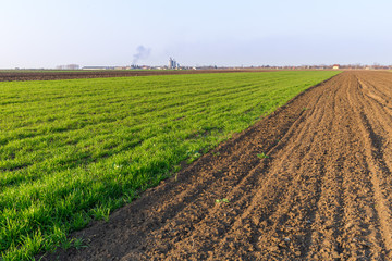 Agricultural landsaple, arable crop field