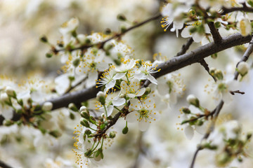 Flowering branch of cherry
