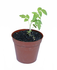 Young plant tomato seedlings in flowerpot isolated
