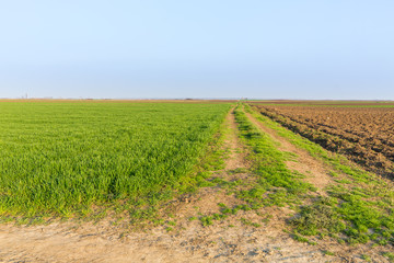 Fototapeta na wymiar Agricultural landsaple, arable crop field