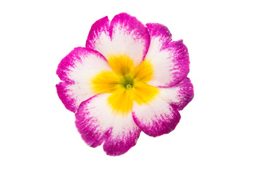 Primrose flower isolated