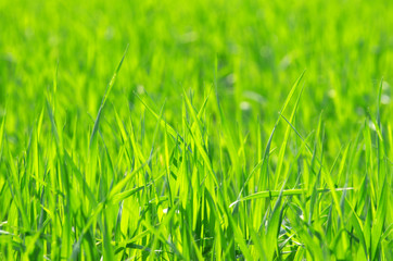 Green grass texture from a field