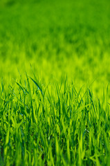 Green grass texture from a field