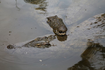 Two Crocodiles at Pond