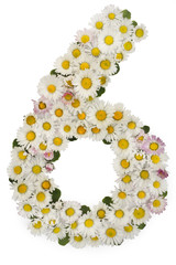flower number six. Floral element of colorful numbers made from daisies