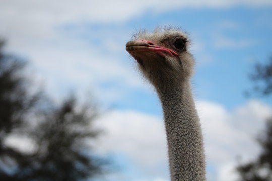 head of ostrich