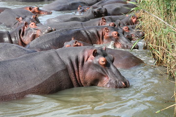 Yawning hippo entering the water
