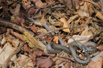 Natrix natrix, Grass snake