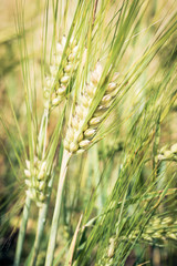 Green wheat ears on the field closeup with bokeh blur.